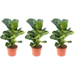 Flowerbox 3er-Set Geigenfeige Bambino - Ficus Lyrata Bambino - Höhe ca. 35 cm, Topf-Ø 12 cm