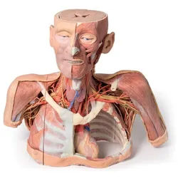 ERLERZIMMER Kopf, Hals und Schulter mit Angiosomen 50 x 20 x 41 cm 1 Stück