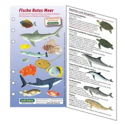 Fischkartenset Rotes Meer Fischbestimmung