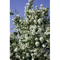 Pflanzen für Dich Gehölze Philadelphus Virginal, 1 St., Virginal-Jasmin, Pfeifenstrauch, Falscher Jasmin weiß