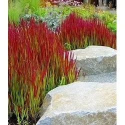 BALDUR Garten Gräser Ziergras 'Red Baron', 3 St., Japanisches Blutgras, winterhart, mehrjährig, pflegeleicht rot