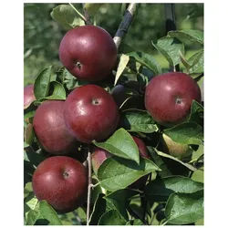 Malus domestica 'McIntosh', Apfelbaum, 125–150 cm