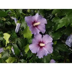 Baumschule Gold Gehölze blauer Gartenhibiskus Oiseau Blue 40-60 cm sommerblühen blau|grün