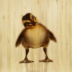 Babywanddeko , Multicolor , Holz , Birke , 60x60x3 cm , Babymöbel & Kindermöbel, Babyzimmer, Kinderzimmer Deko