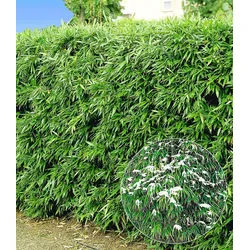 BALDUR Garten Bambus Winterharte Bambus-Hecke, 10 St., Bambusbaum, immergrün, winterhart, blickdicht