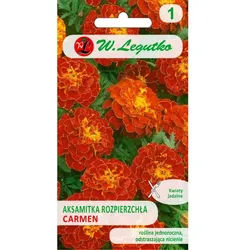 Stiefmütterchen Carmen mahagonirot 1,50 g