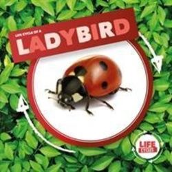 Ladybird