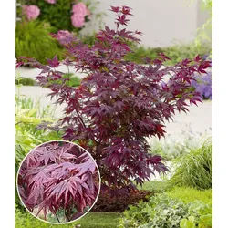 BALDUR Garten Zierstrauch Japanischer Ahorn 'Burgund', 1 St., Zwerg-Ahorn, winterhart, mehrjährig rot