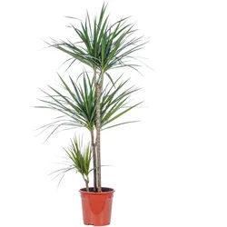 Drachenbaum 3-Stamm - Dracaena marginata - ca. 115 cm hoch, Topf-Ø 21 cm