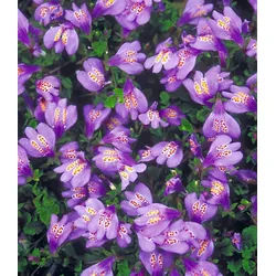 BALDUR Garten Bodendecker Bodendecker 'Mazus Reptans', 9 St., Lippen-mäulchen, immergrün, winterhart, mehrjährig lila