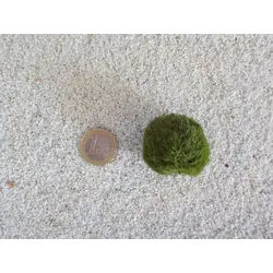 Aquaone Wasserpflanze Aquarium Pflanze Mooskugel M 2-3cm Aquariumpflanze Algen Reinigung