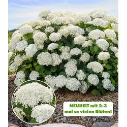 BALDUR Garten Zierstrauch Freiland-Hortensie 'FlowerWOW®', 1 St., Ballhortensie, lange Blütezeit, winterhart, mehrjährig weiß