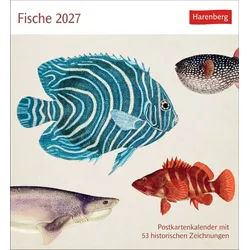 Athesia Kalenderverlag Tierkalender Fische Postkartenkalender 2027 - Postkartenkalender mit 53 historis...