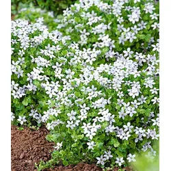 BALDUR Garten Bodendecker Isotoma 'White Splash', 3 St., Schnellwachsend, winterhart, mehrjährig, pflegeleicht weiß