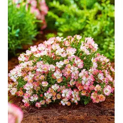 BALDUR Garten Rose Alpin-Rose 'Cutie Pie®', 3 St., Bodendecker, winterhart, duftend, bienenfreundlich rosa