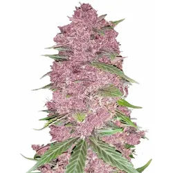 Purple Lemonade Auto | Autoflowering Hanfsamen von Fast Buds | 3 Hanfsamen