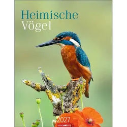 Wandkalender Heimische Vögel Kalender 2027
