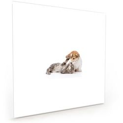 Primedeco Küchenrückwand Küchenrückwand Spritzschutz Glas mit Motiv Hund und Katze spielend 70 cm x 70 cm