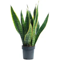 Sansevieria trifasciata 'Laurentii' – Robuster Bogenhanf, Luftreiniger, 30 cm hoch, Topf-Ø 12 cm