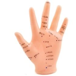 Akupunkturmodell Hand Weibliches Hand-Modell HeineScientific