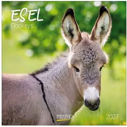Korsch Verlag Wandkalender Esel 2027