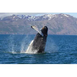 Fototapete PAPERMOON "WALE-ORCA TIER SEE OZEAN MEER WASSER ISLAND DELFINE XXL", bunt, B:3,5m L:2,6m, Vlies, Tapeten