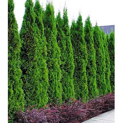 BALDUR Garten Hecken Lebensbaum-Hecke 'Thuja Smaragd', 10 St., Zypressengewächse, winterhart, mehrjährig, blickdicht