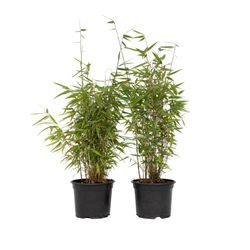 Bergbambu - Set om 6 - Fargesia nitida 'Red Dragon' - Höjd 60-80cm - ⌀17cm