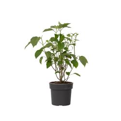 Hortensia - Hydrangea 'Strong Annabelle' - Höjd 30-40cm - ⌀19cm