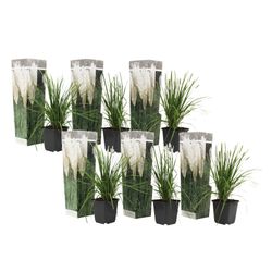Pampasgräs - Set om 6 - Cortaderia selloana - Höjd 25-40cm - ⌀9cm