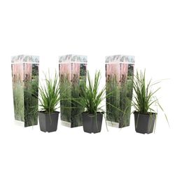 Pampasgræs - Sæt med 3 - Cortaderia selloana - Højde 25-40cm - ⌀9cm