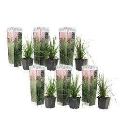 Pampasgræs - Sæt med 6 - Cortaderia selloana - Højde 25-40cm - ⌀9cm