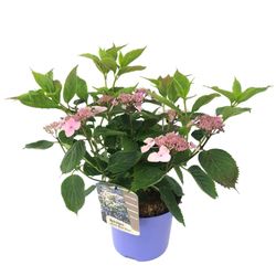 Hortensia - Hydrangea serrata 'Magic Pillow' - Højde 25-40cm - ⌀19cm