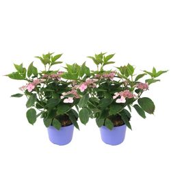 Hortensia - Sæt med 2 - Hydrangea 'Magic Pillow' - Højde 25-40cm - ⌀19cm
