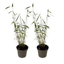 Blå bambus - Sæt 2 - Fargesia papyrifera 'Blue Dragon' - Højde 30-40cm - ⌀13cm