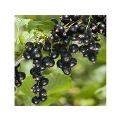 Plante - INGEN NAMN - Ribes Noir de Bourgogne - 20-30 cm - Tidig mognad - Frukter 0,7 gr