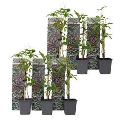 Klatrevildvin - Sæt med 6 - Parthenocissus quinquefolia - Højde 25-40cm - ⌀9cm
