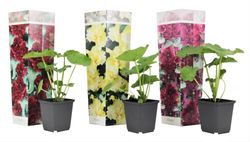 Stokrose - Sæt med 3 - Alcea rosea - Højde 25-40cm - ⌀9cm
