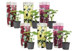 Stokrose - Sæt med 6 - Alcea rosea - Højde 25-40cm - ⌀9cm