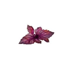 Click & Grow Smart Garden refill Rød Basilikum 3stk