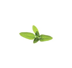 Click & Grow Smart Garden refill Sage 3stk
