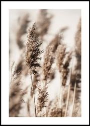 Reed Grass Plakat