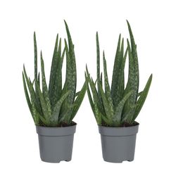 Aloe vera - Set om 2 - Aloe barbadensis - Höjd 25-40cm - ⌀10,5cm