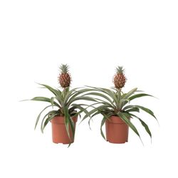 Ananasväxt - Set om 2 - Ananas comosus 'Mi Amigo' - Höjd 35-45cm - ⌀12cm