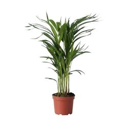 Guldpalm - Dypsis lutescens - Höjd 60-70cm - ⌀17cm