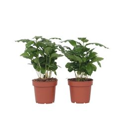 Kaffeväxt - Set om 2 - Coffea arabica - Höjd 25-40cm - ⌀12cm