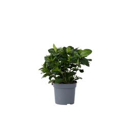 Kapjasmin - Gardenia jasminoides - Höjd 20-30cm - ⌀13cm