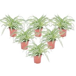 Klorofytum - Sæt med 6 - Chlorophytum comosum 'Atlantic' - Højde 25-40cm - ⌀12cm