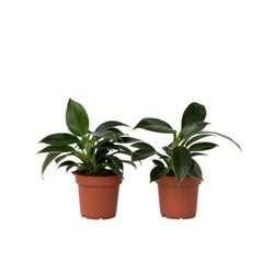 Filodendron - Sæt med 2 - Philodendron 'Green Princess' - Højde 20-30cm - ⌀12cm