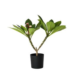 Hawaiiansk frangipani - Plumeria rubra 'Rosa' - Höjd 55-70cm - ⌀17cm